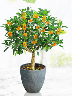 原生四季桂花树苗嫁接金桂浓香型盆栽花卉庭院阳台耐冻绿植日香桂