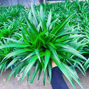 大盆金边吊兰阳台客厅办公室青叶吊兰多季花卉花盆栽绿植净化空气