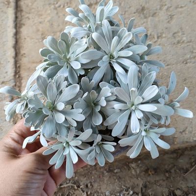 新品种芙蓉植物盆栽雪艾芙蓉花花卉绿植庭院菊花千年室内阳台耐寒