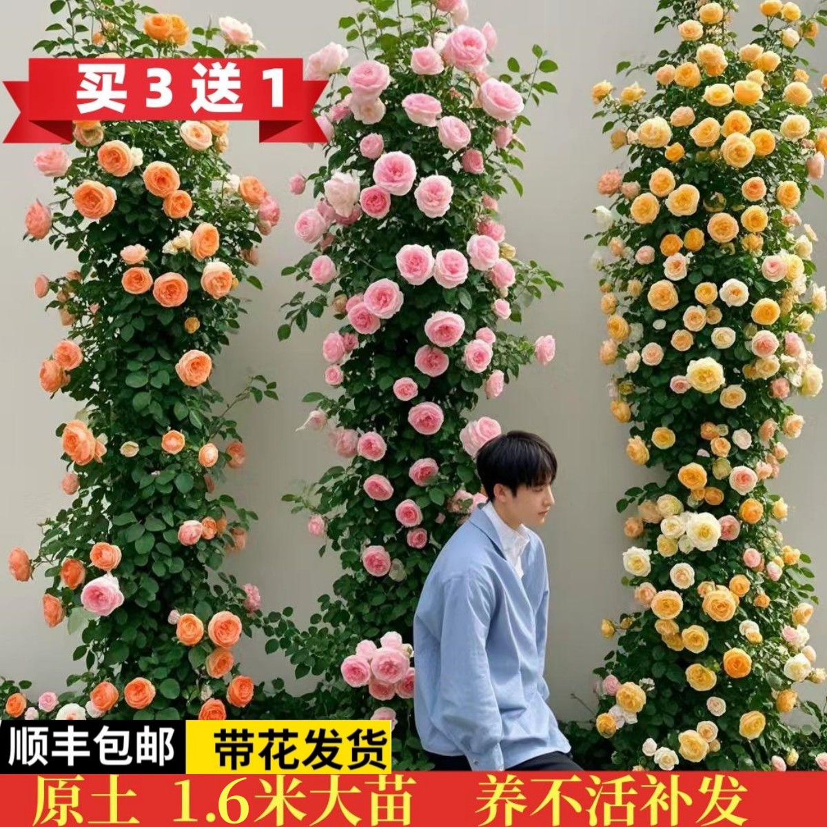 蔷薇花苗爬藤四季开花大游行藤本月季特大花浓香花卉植物庭院耐寒图片