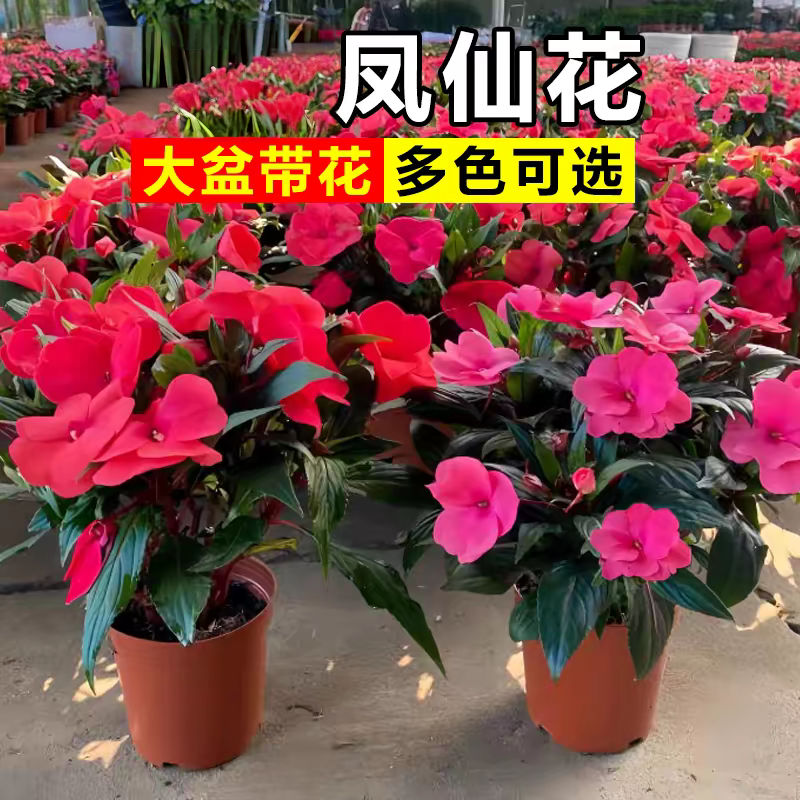 凤仙花盆栽带花苞室内指甲花苗易成活花多年生阳台庭院鲜花卉绿植