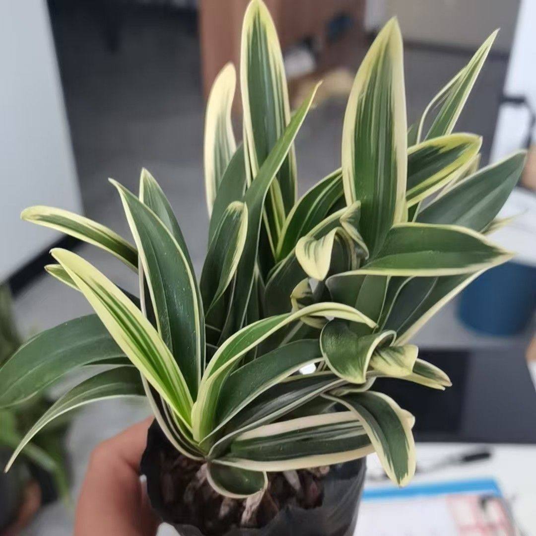 金边矮种宽叶中国龙带艺兰花苗红色大花浓香型四季兰室内绿植花卉