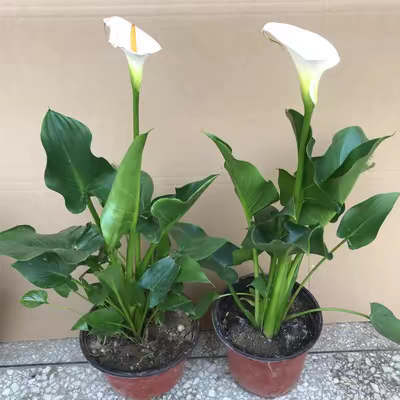白色马蹄莲花苗盆栽室内阳台植物海芋可水培马蹄莲花卉绿植好养