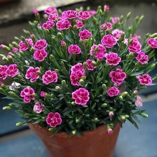 欧石竹初吻盆栽耐寒地被绿植庭院康乃馨带花发货多季开花不死花卉