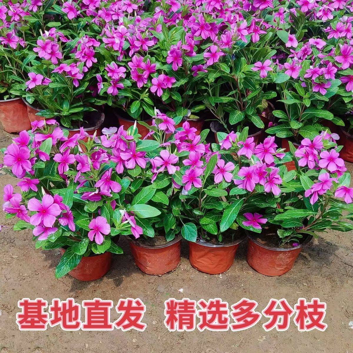 木本长春花盆栽天天开耐干旱花苗五叶梅苗金达莱四季开花阳台庭院 - 实物图