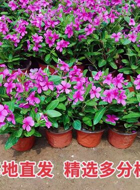 木本长春花盆栽天天开耐干旱花苗五叶梅苗金达莱四季开花阳台庭院