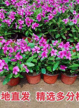 木本长春花盆栽天天开耐干旱花苗五叶梅苗金达莱四季开花阳台庭院