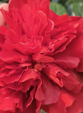 重瓣扶桑花盆栽重瓣带花苞桑叶牡丹木槿朱槿老桩植物室内阳台花卉