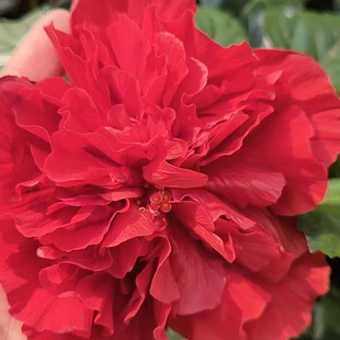 重瓣扶桑花盆栽重瓣带花苞桑叶牡丹木槿朱槿老桩植物室内阳台花卉