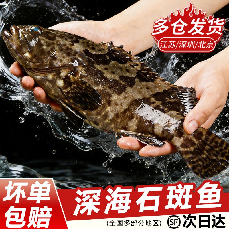 石斑鱼深海鲜活海捕冷冻老虎新鲜