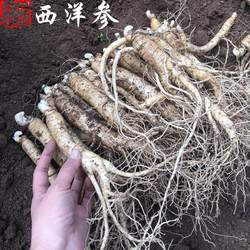 新鲜西洋参留坝西洋参泡酒煲汤新鲜货汉中特产滋补新鲜西洋参2025