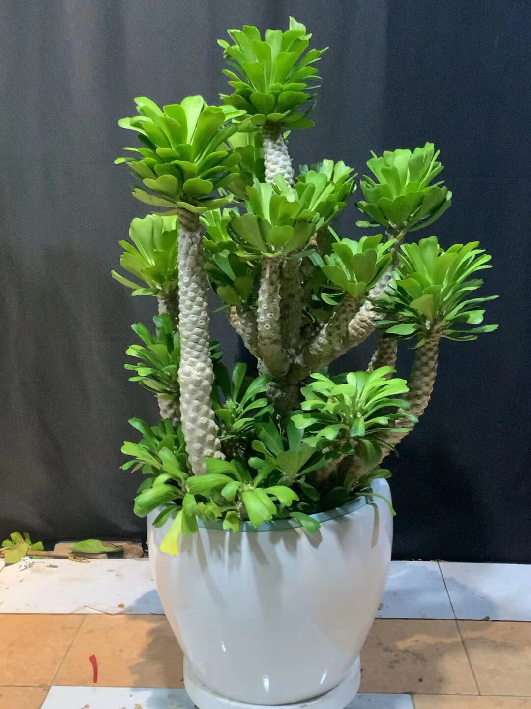 仙人掌绿植多肉北欧风