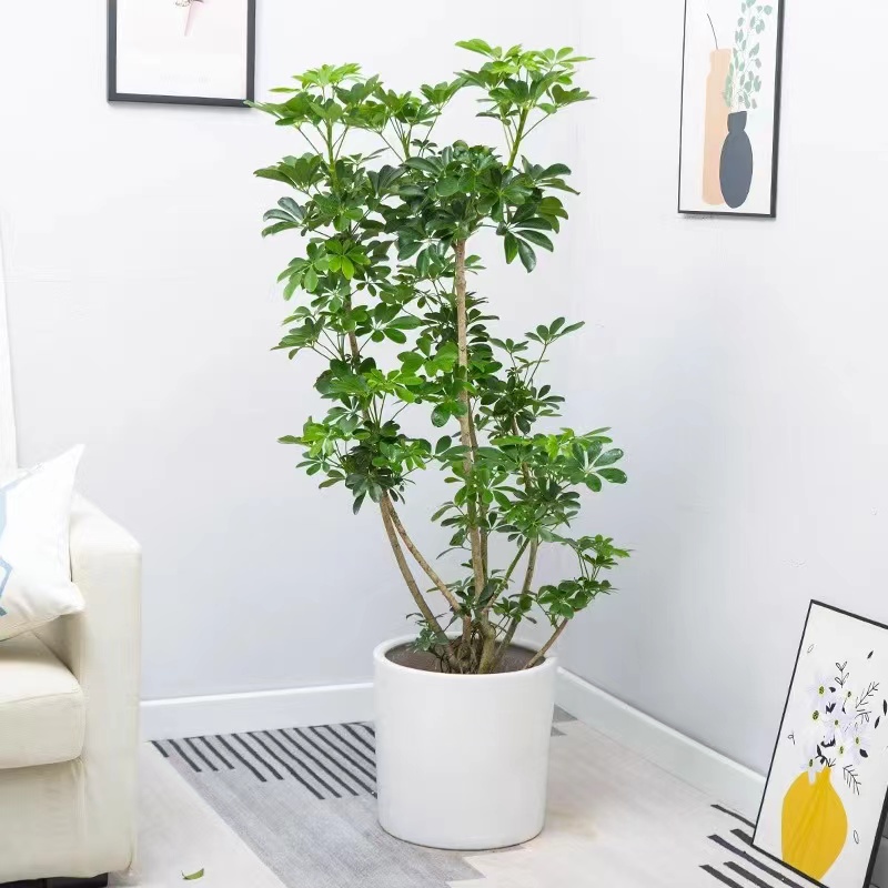 鸭脚木鸭脚木办公室好养