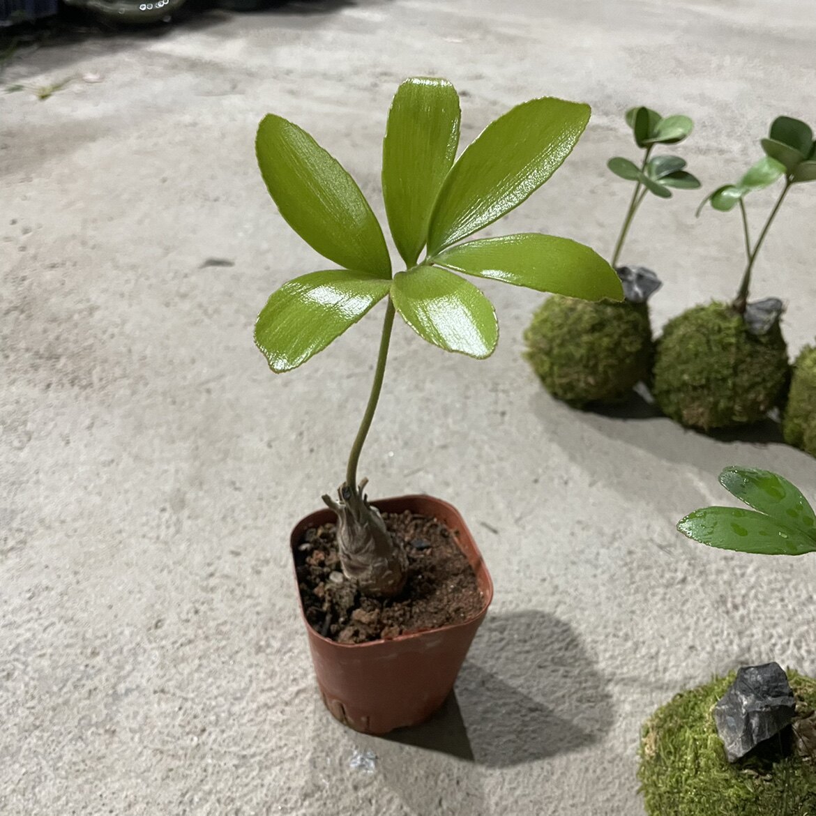 墨西哥铁树小苗掌上盆景吸甲醛净化空气办公室内桌面四季常青绿植