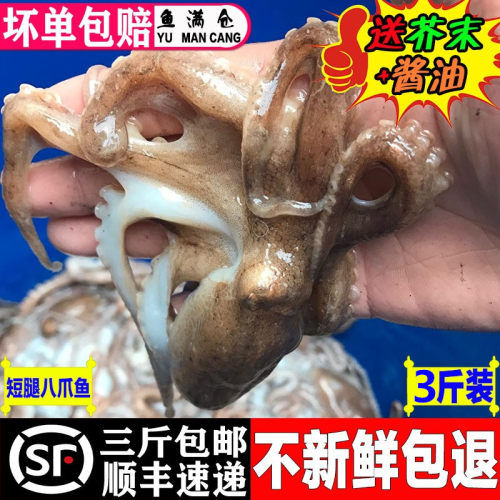 海鲜水产新鲜迷你八爪鱼爆头鲜活八爪鱼海鲜冷冻小章鱼顺丰快递