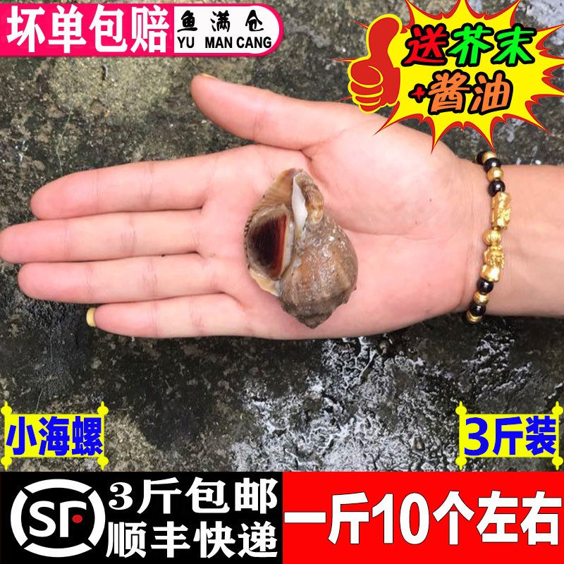 一斤10个连云港水产野生小海螺生猛海鲜海螺鲜活新鲜贝类3斤包邮
