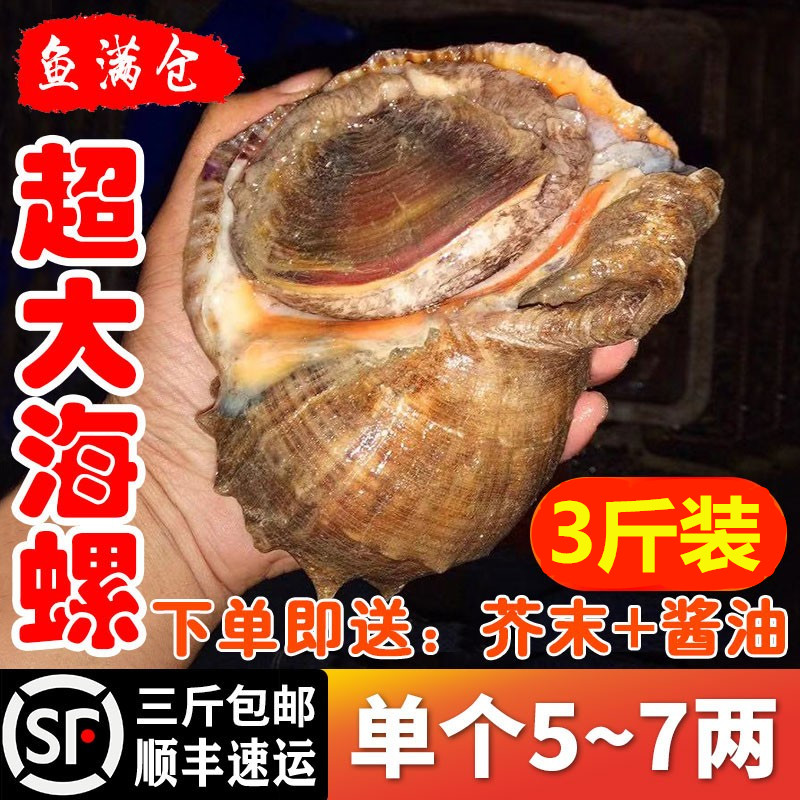 超大海螺生猛海鲜水产贝类野生