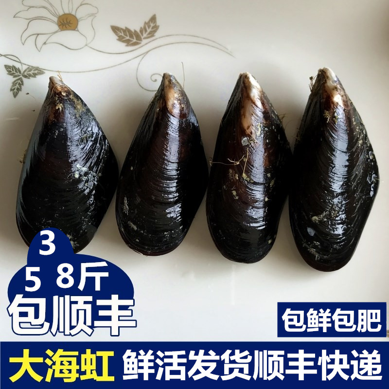 野生青口贝鲜活连云港海鲜水产贝青口贝