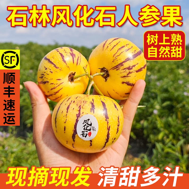 正宗人参果云南石林树上熟新鲜水果水甜黄圆果一级特大果现摘顺丰
