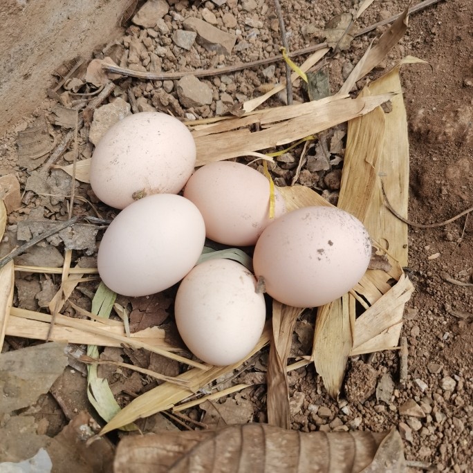 贵州兴义矮脚鸡纯粮土鸡蛋农家散养新鲜纯农村自养天然草鸡蛋笨蛋,水产肉类/新鲜蔬果/熟食,鸡蛋,淘宝优惠券,粉丝福利购,淘宝优惠卷