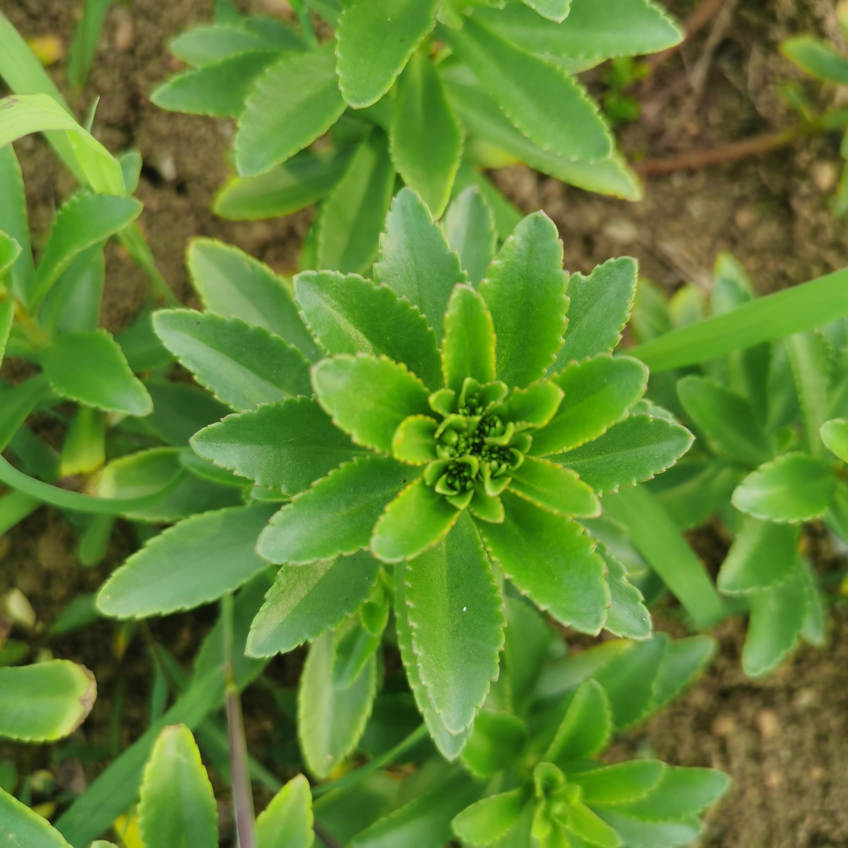贵州新鲜野菜高钙养心菜费菜救心菜食用野菜现摘现发青菜叶菜类