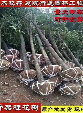 亏本处理桂花树苗金桂丹桂四季桂八月桂庭院浓香型征收占地桂花树