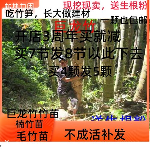 食用庭院室外种植毛竹苗