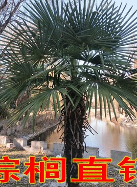 棕树树苗棕榈树野生棕树苗四季常绿适宜庭院广场绿化带扇子树