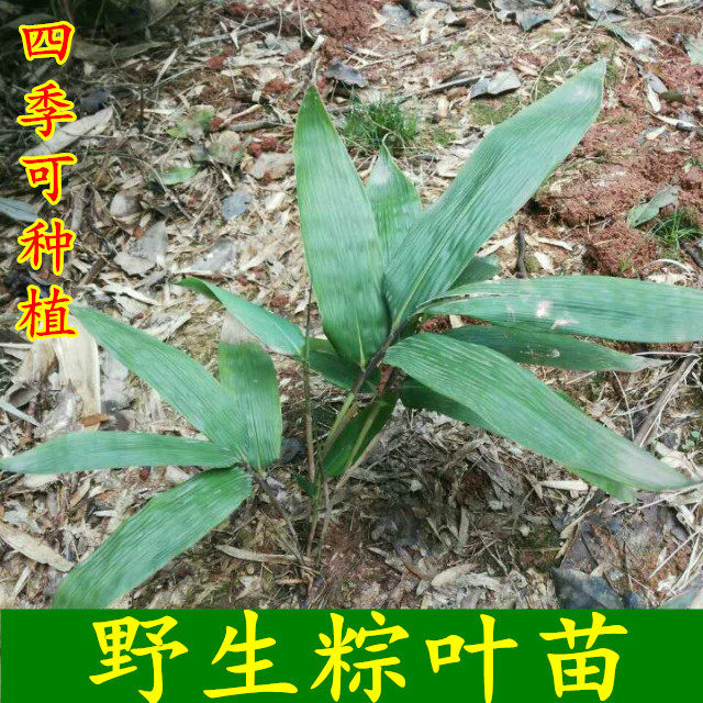 粽叶苗箬叶苗野生包粽子叶树苗粽叶种子四季常青箬叶辽叶苗种盆栽图片