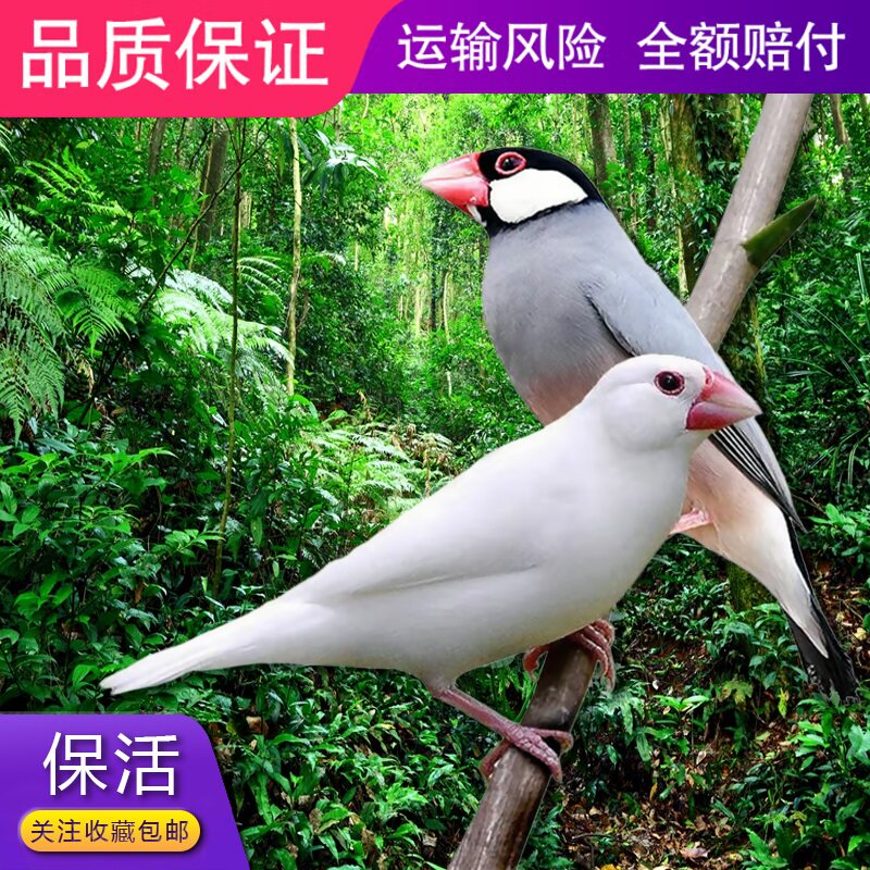 文鸟活物灰色白色七彩文鸟手养活鸟