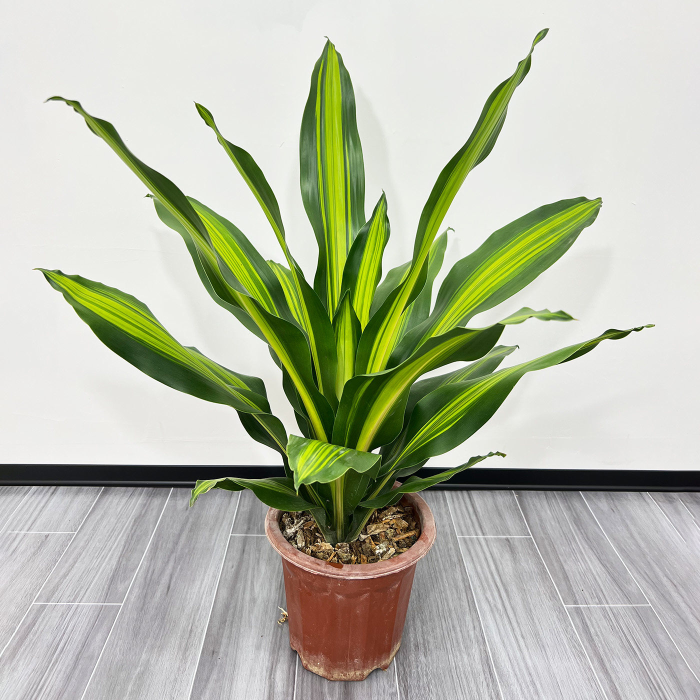 大直板金心也门铁盆栽办公楼室内客厅租摆大叶绿植巴西铁香龙血树