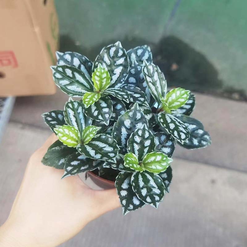 冰水花盆栽室内净化空气造景