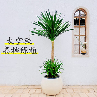 太空铁龙血树大型室内高档绿植客厅办公室走廊阳台好养植物龙须树