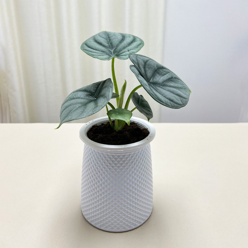 北欧风网红热植白犀牛海芋盆栽办公室内前台桌面耐摆好养观叶绿植