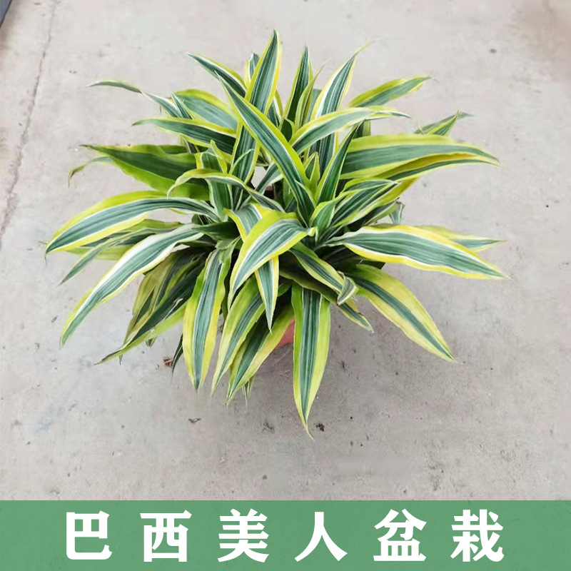巴西美人金心也门铁盆栽雅丽皇后银皇后室内观叶好养易活绿化植物