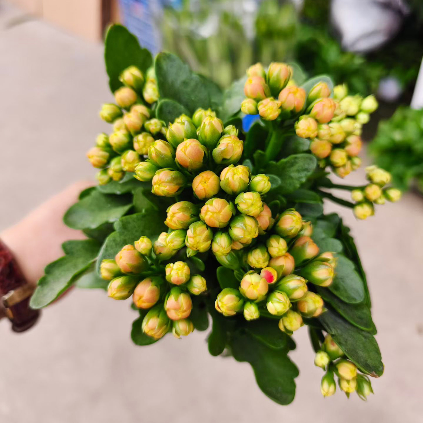 四季开花长寿花盆栽带花苞绿植