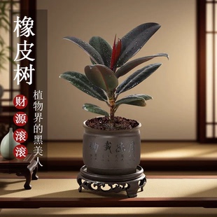 黑金刚小苗室内桌面禅意精品小盆景绿植皮实好养易活橡皮树盆栽花