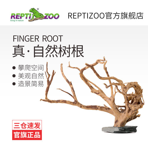 Reptizoo睫角树栖爬虫造景