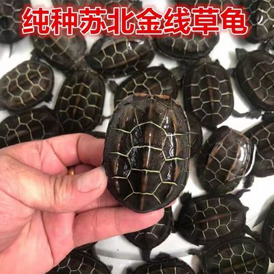 苏北金线草活物 小乌龟中华花龟苗台湾珍珠龟活体家养长寿宠物观