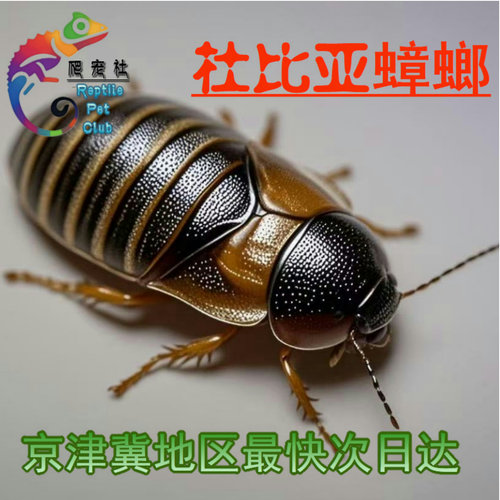北方杜比亚活体饵料爬宠通用