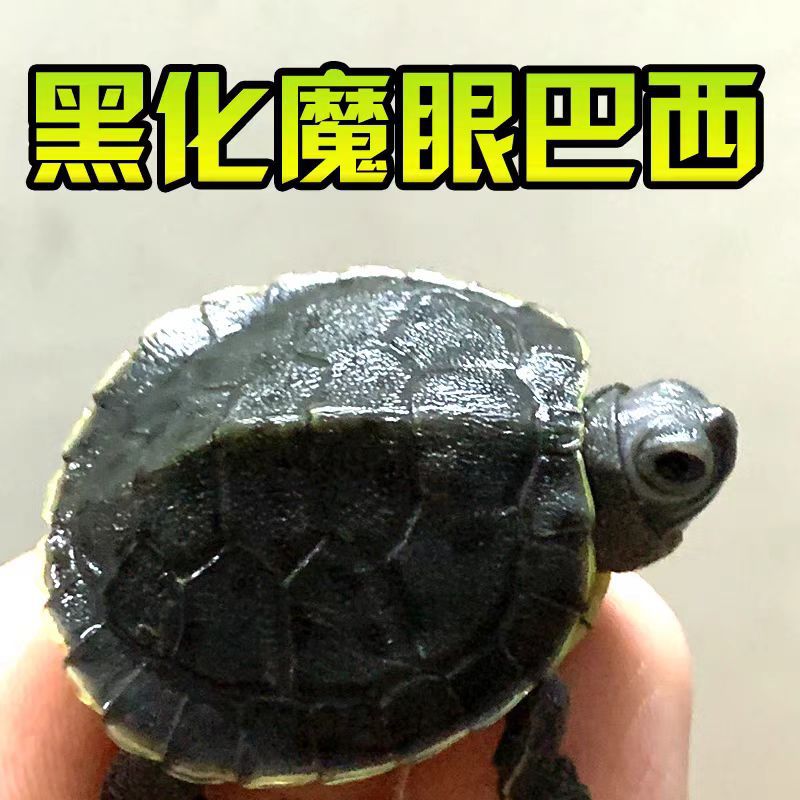 黑化巴西龟苗外塘草龟乌龟活物长寿宠物龟观赏深水情侣墨龟火焰