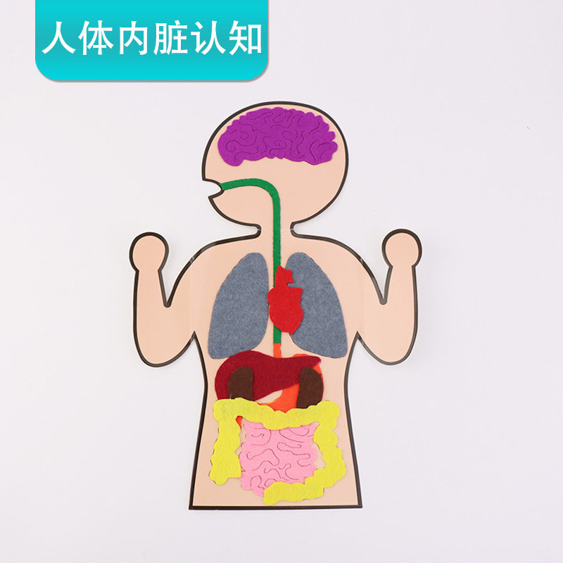 内脏认知器官生物教具手工diy组装创意小制作发明儿童实验材料