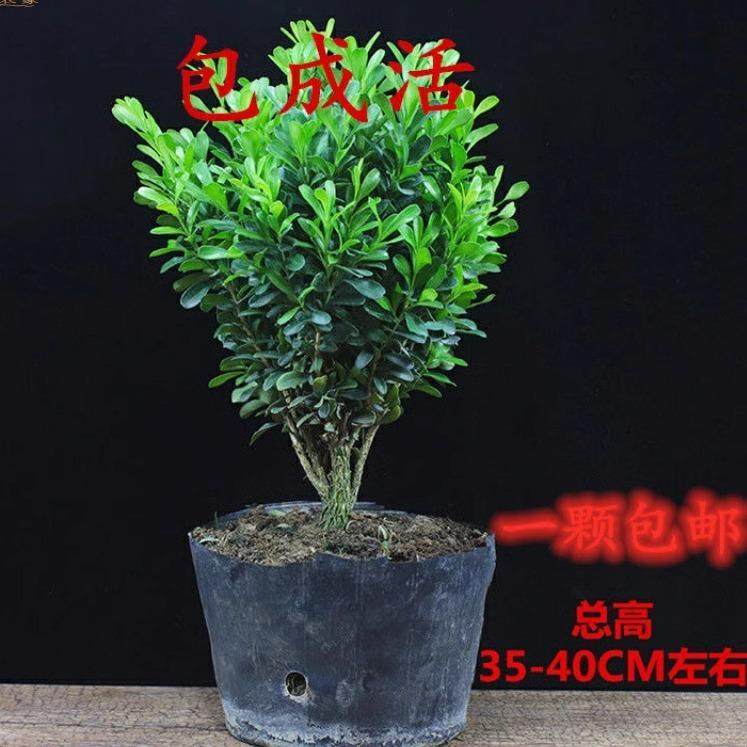 瓜子黄杨盆景植物办公室内盆栽四季常青好养客厅花卉庭院树苗桌面