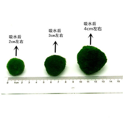 鱼缸造景水草绿藻球绿毛球阴性草虾缸草缸造景植物前景草藻类植物