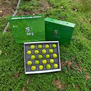 【顺丰发货】西双版纳苹果青枣新鲜采摘产地3、5斤应季水果脆甜