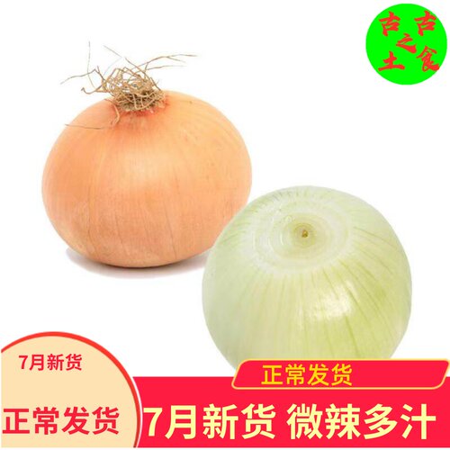 山东水果白洋葱10斤生吃偏甜网红
