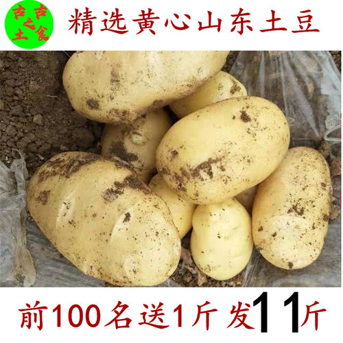 荷兰十五黄皮土豆新鲜山东非包邮