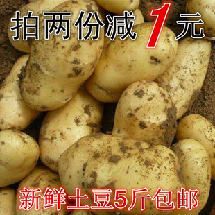黄皮黄心山东荷兰大土豆新鲜洋芋农家自种非转基因马铃薯5斤 包邮
