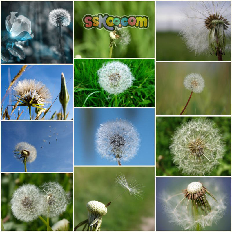 蒲公英场景高清jpg摄影特写照片4k壁纸背景图片插图设计素材