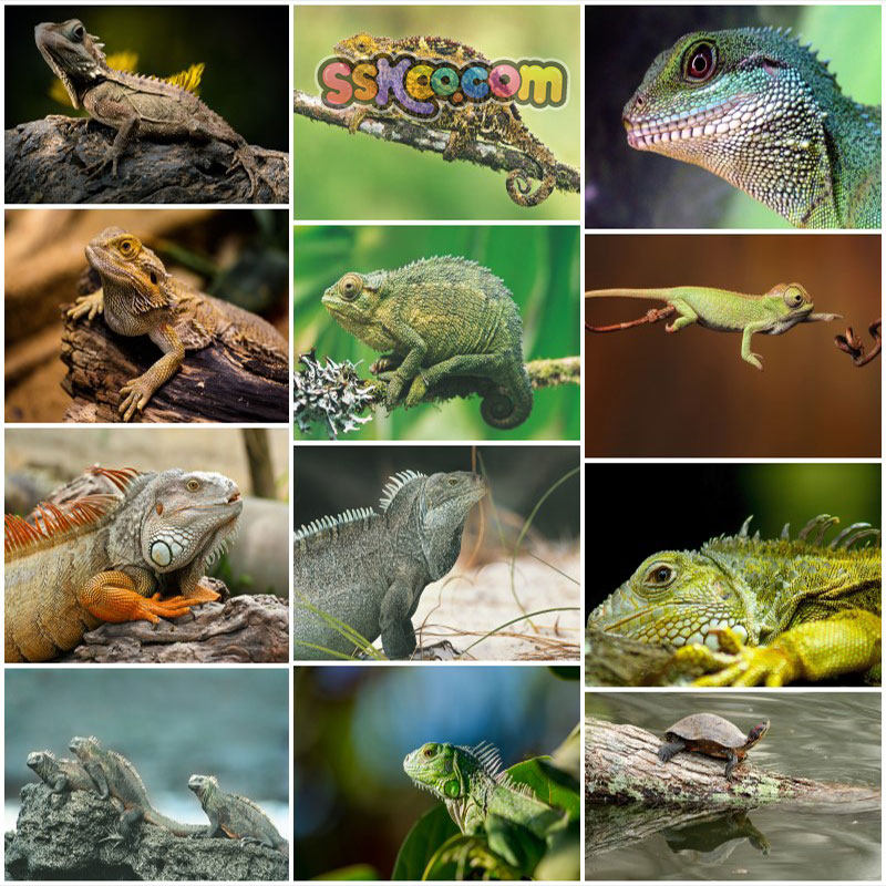 变色龙蜥蜴场景高清jpg摄影特写照片4k壁纸背景图片插图设计素材